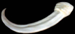 dragon claw