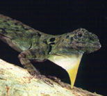 Male Flying-dragon